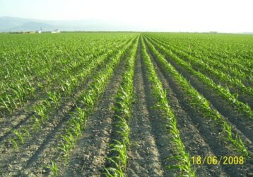 Manisa Salihli’de Satılık 1.000 Dönüm Sulu Tarıma Uygun Tarla