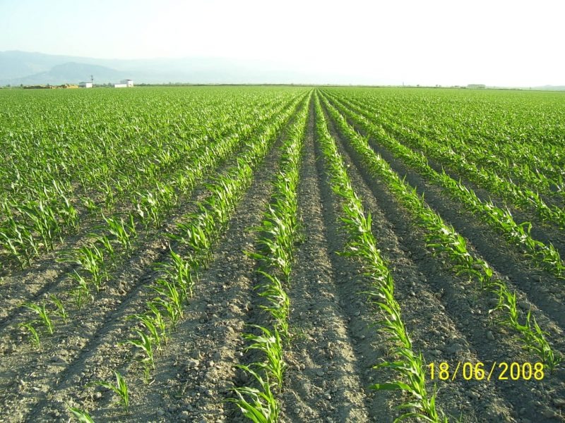 Manisa Salihli’de Satılık 1.000 Dönüm Sulu Tarıma Uygun Tarla